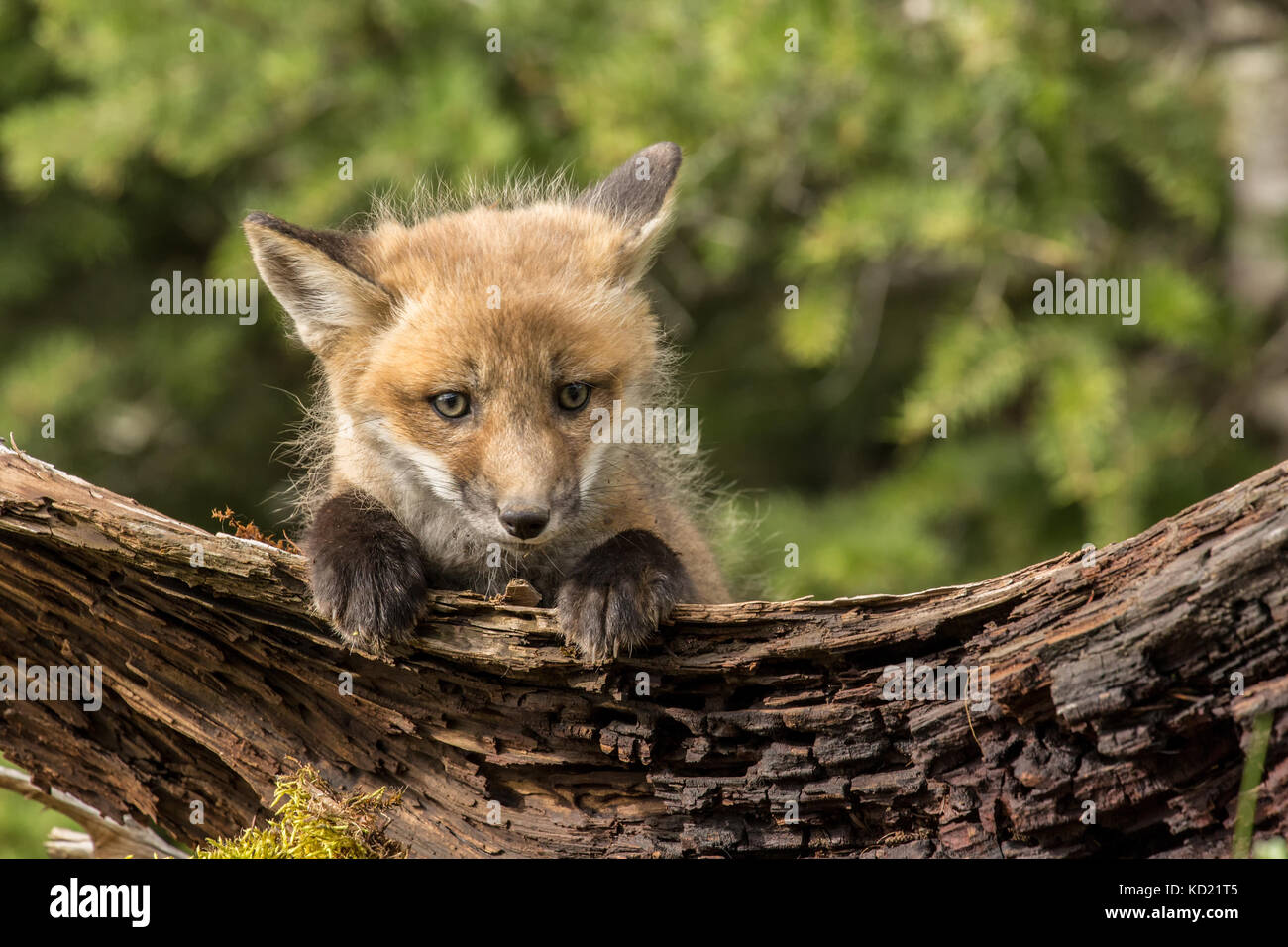 Red Fox di peering del kit su un registro al di sopra della sua den, vicino a Bozeman, Montana, USA. Animali in cattività. Foto Stock
