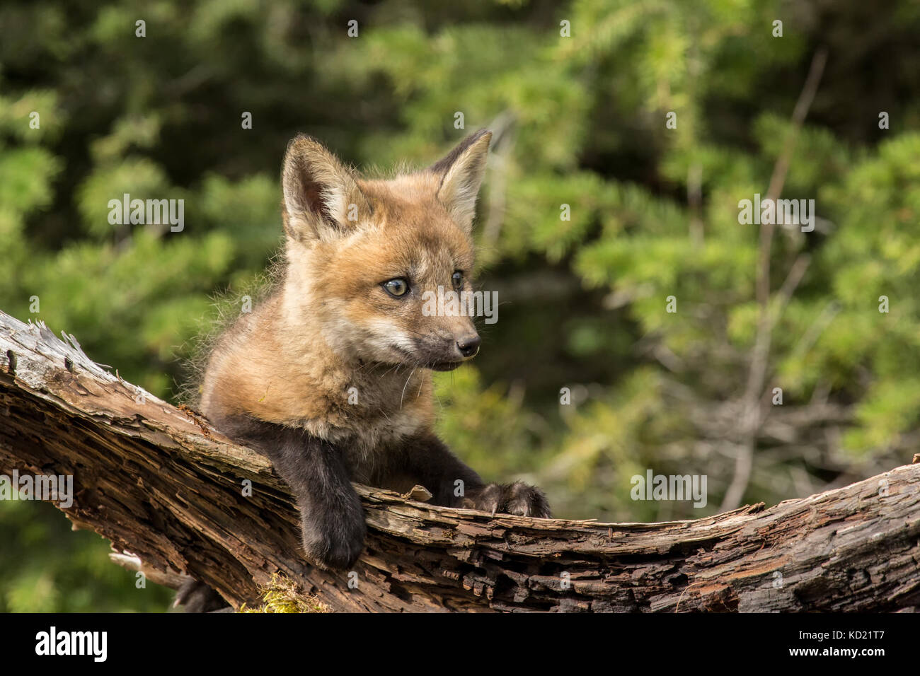 Red Fox di peering del kit su un registro al di sopra della sua den, vicino a Bozeman, Montana, USA. Animali in cattività. Foto Stock