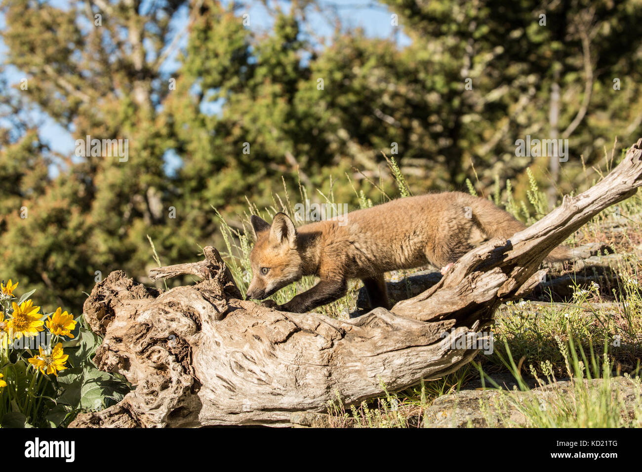 Red Fox kit arrampicata su un registro al di sopra della sua den, vicino a Bozeman, Montana, USA. I fiori selvatici sono Arrowleaf Balsamroot. Animali in cattività. Foto Stock