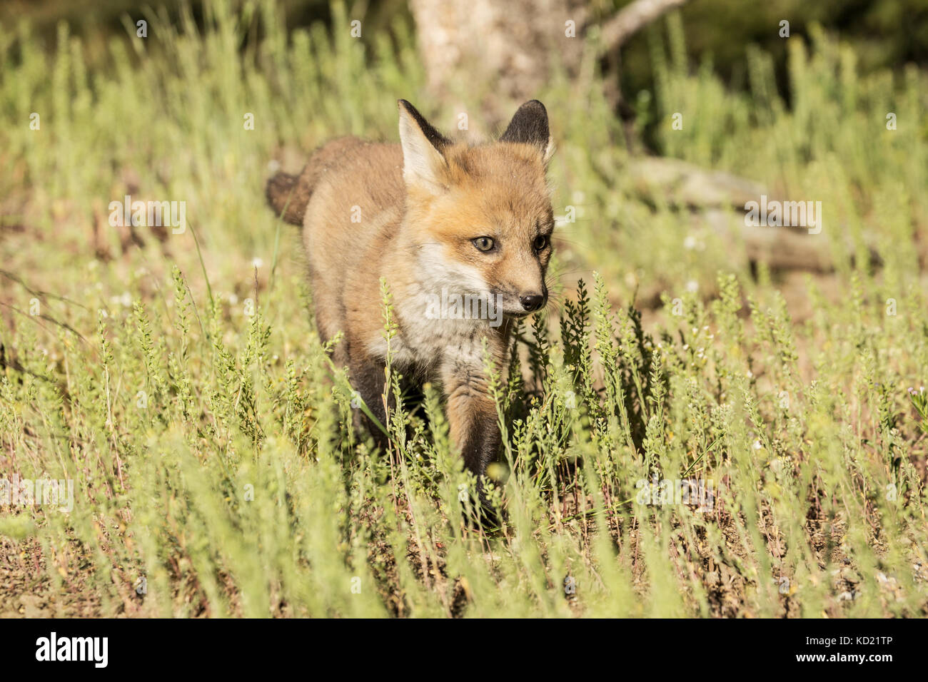 Red Fox kits esplorando il prato vicino alla sua den, vicino a Bozeman, Montana, USA. Animali in cattività. Foto Stock