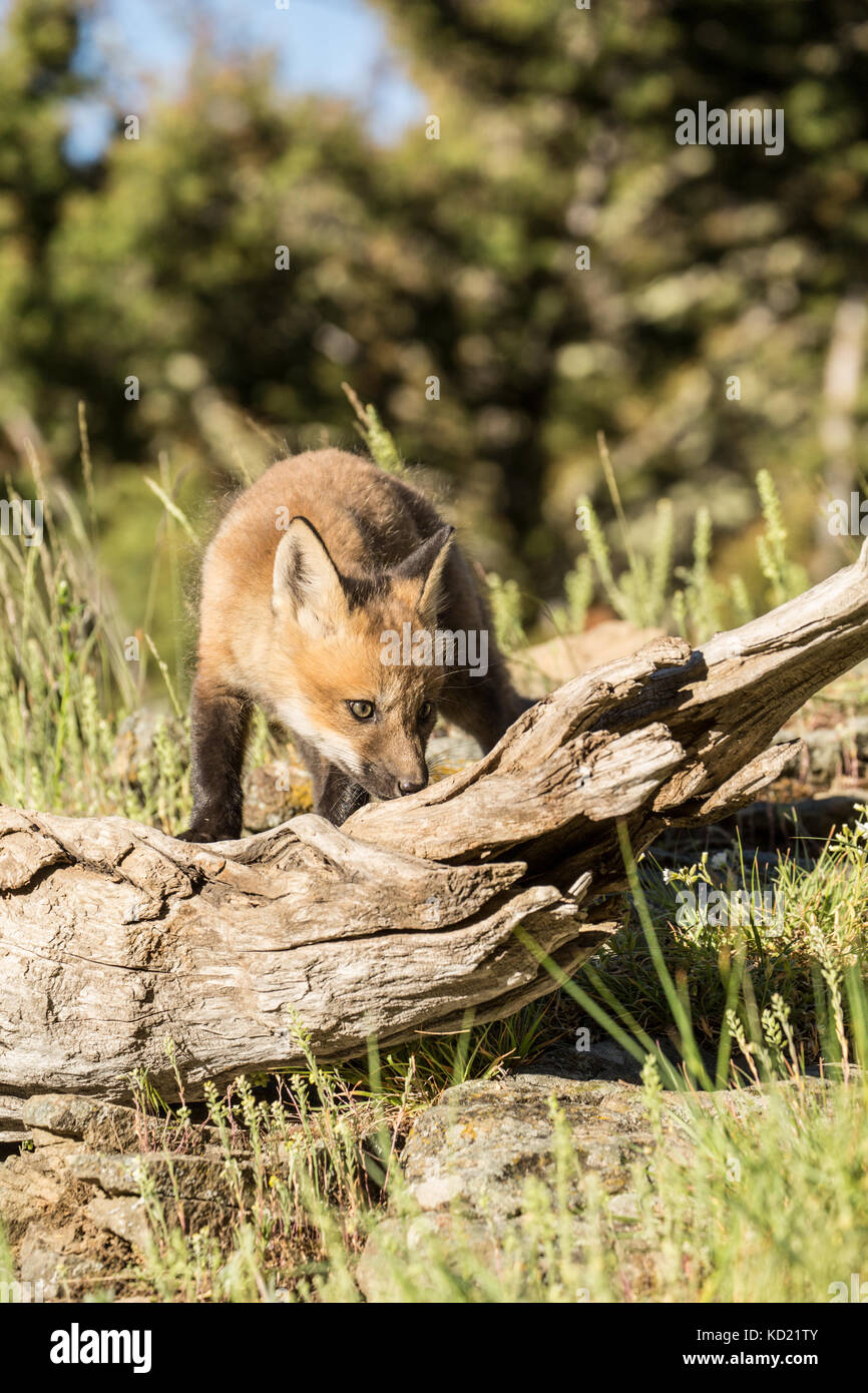 Rosso kit Fox lo sniffing di un registro al di sopra della sua den, vicino a Bozeman, Montana, USA. Animali in cattività. Foto Stock