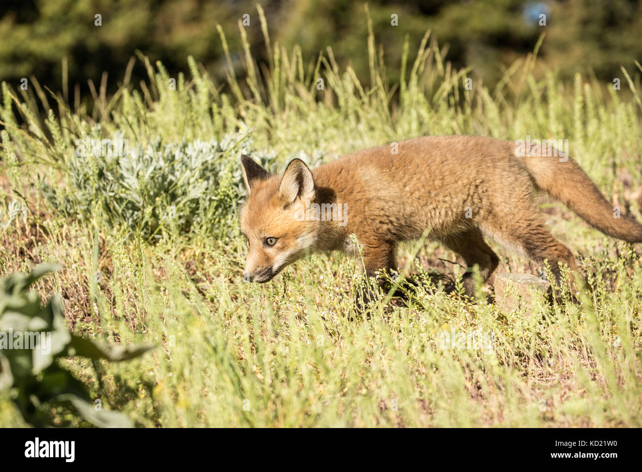 Red Fox kits esplorando il prato vicino alla sua den, vicino a Bozeman, Montana, USA. Animali in cattività. Foto Stock