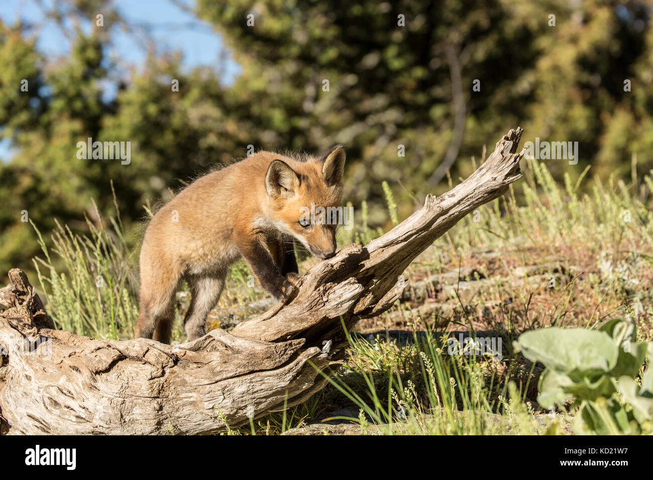 Rosso kit Fox lo sniffing di un registro al di sopra della sua den, vicino a Bozeman, Montana, USA. Animali in cattività. Foto Stock