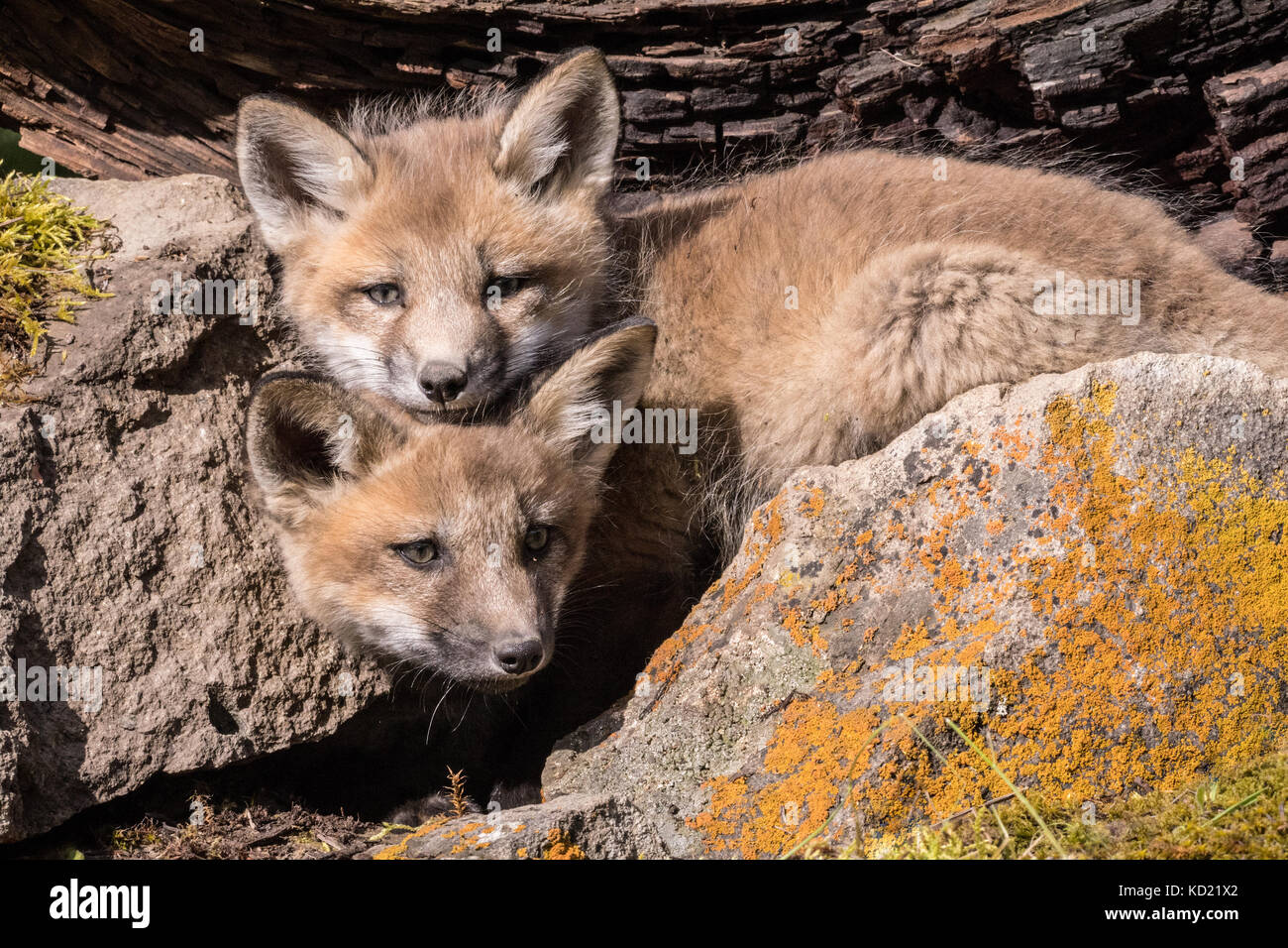 Due Red kit Fox vicino all'ingresso al loro den, vicino a Bozeman, Montana, USA. Animali in cattività. Foto Stock