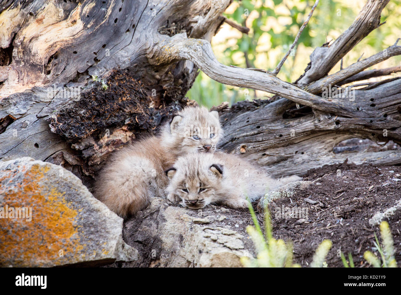 Due Lynx di Canada gattini cuddling insieme per tenere in caldo, vicino a Bozeman, Montana, USA. Animali in cattività. Foto Stock