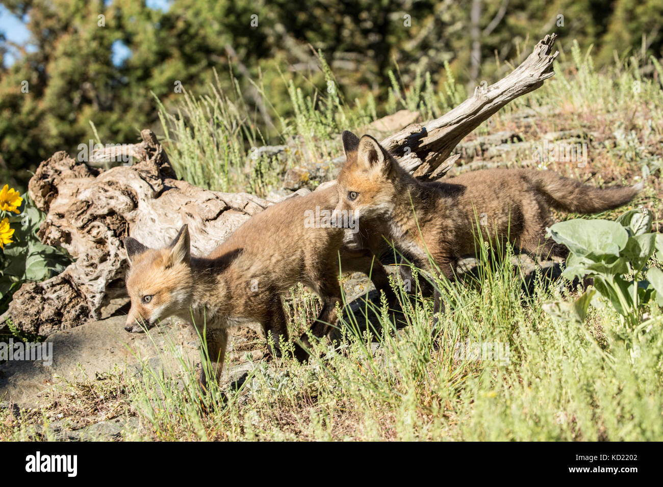 Red Fox kits esplorando il prato vicino a loro den, vicino a Bozeman, Montana, USA. Gli animali in cattività. Foto Stock