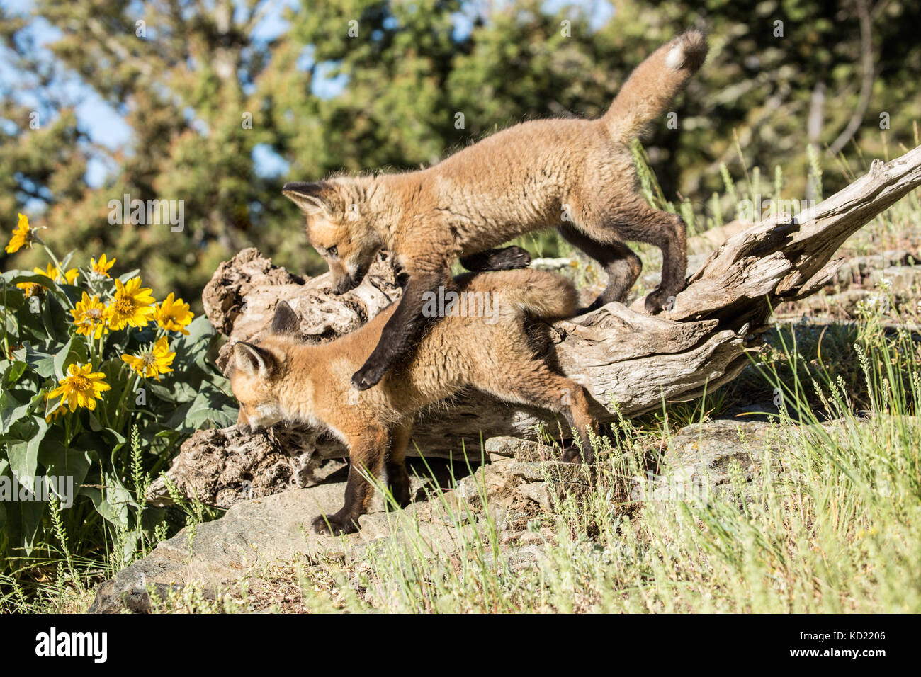 Rosso kit Fox giocando con una pratica di abuso di posizione dominante vicino a Bozeman, Montana, USA. Animali in cattività. Foto Stock