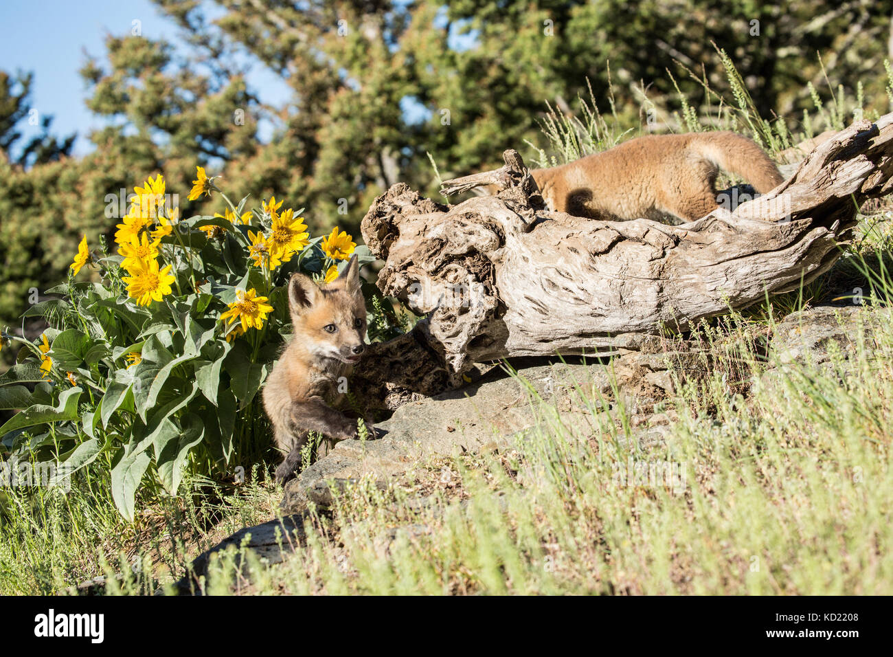 Red Fox kits esplorando il prato vicino a loro den, vicino a Bozeman, Montana, USA. I fiori selvatici sono Arrowleaf Balsamroot. Gli animali in cattività. Foto Stock