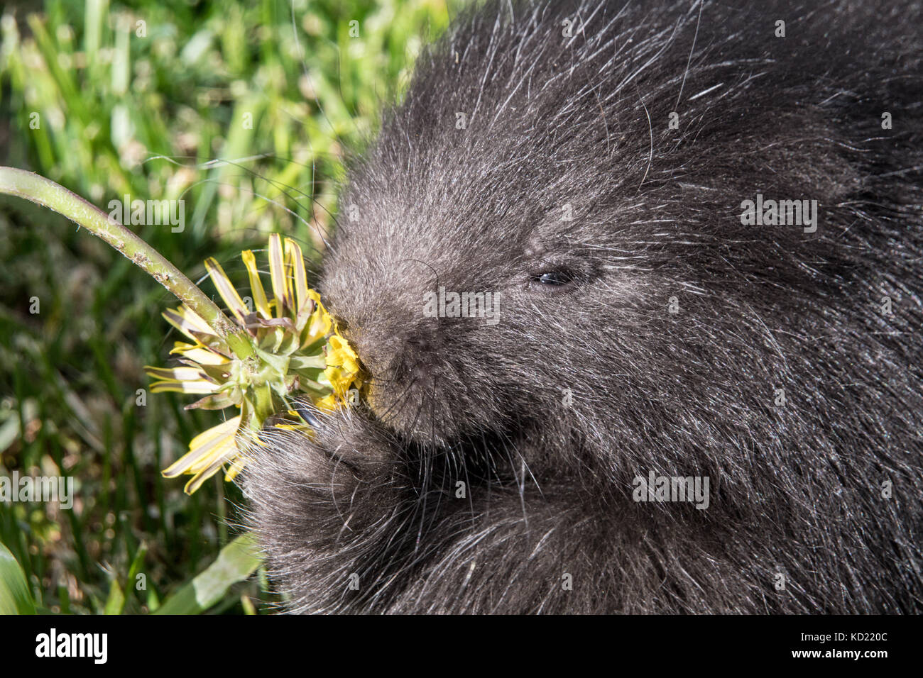 Close-up di un comune bambino Porcupine (porcupette o pup) mangiare un tarassaco vicino a Bozeman, Montana, USA. Animali in cattività. Foto Stock