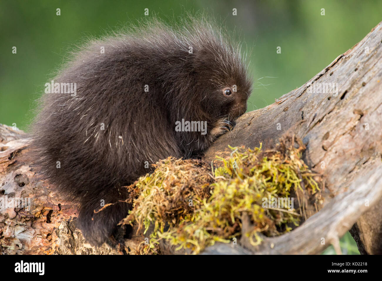 Baby Porcupine comune (porcupette o pup) salendo un albero morto vicino a Bozeman, Montana, USA. Animali in cattività. Foto Stock
