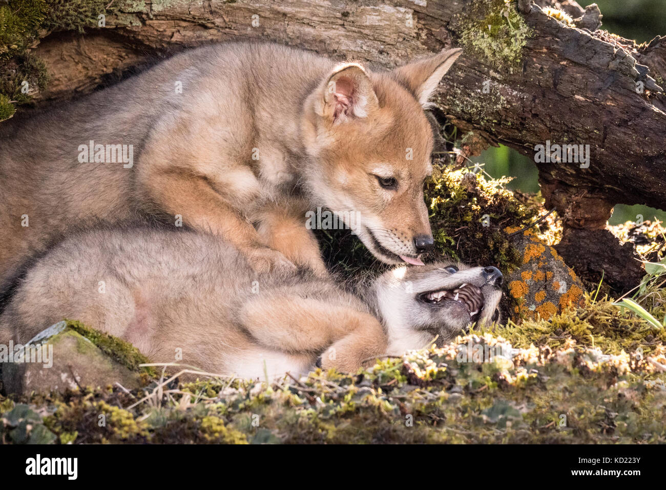 Due Lupo grigio cuccioli wrestling vicino a Bozeman, Montana, USA. Animali in cattività. Foto Stock