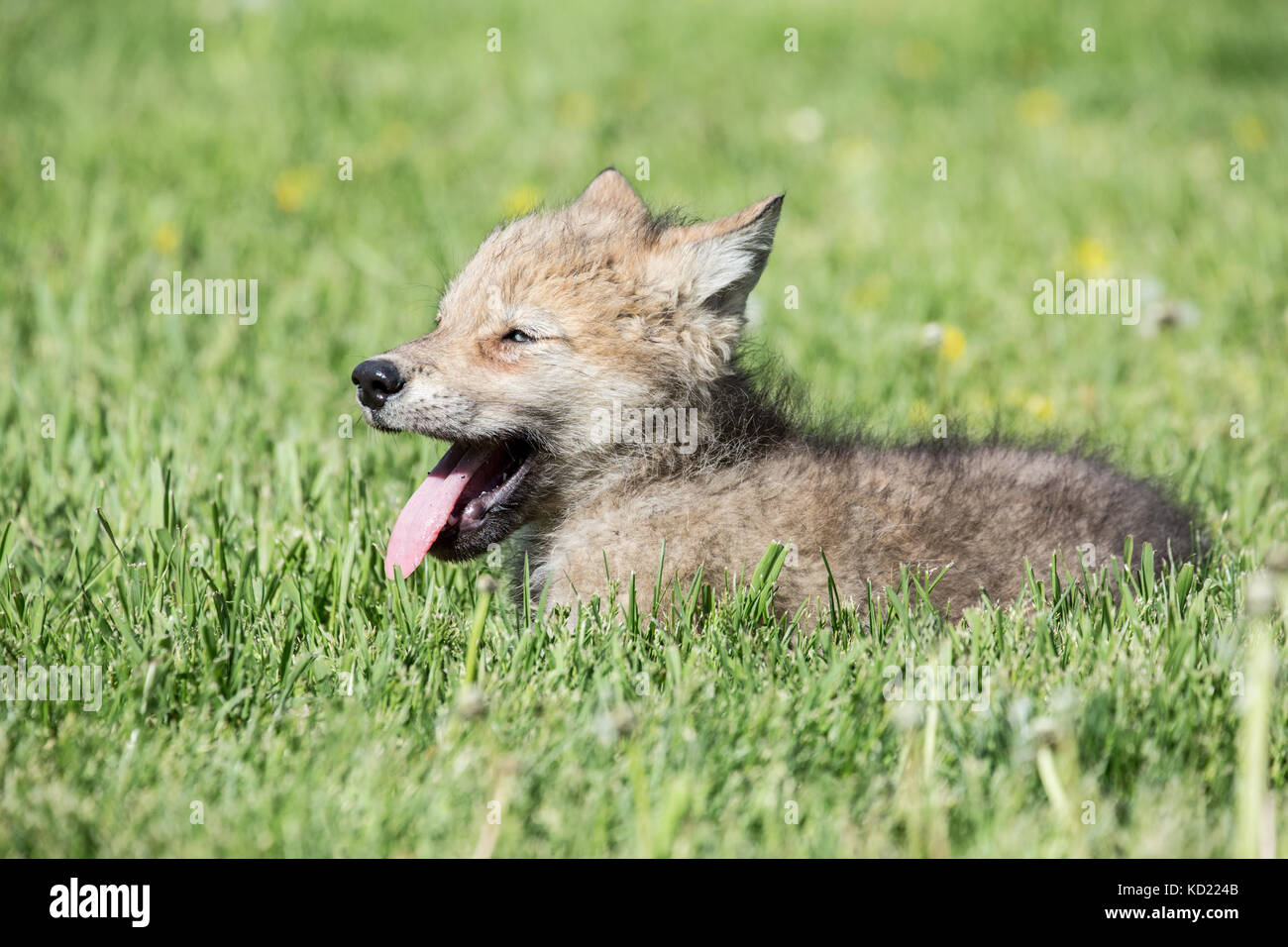 Lupo grigio pup ansimando per rinfrescarsi in un giorno caldo, vicino a Bozeman, Montana, USA. Animali in cattività. Foto Stock