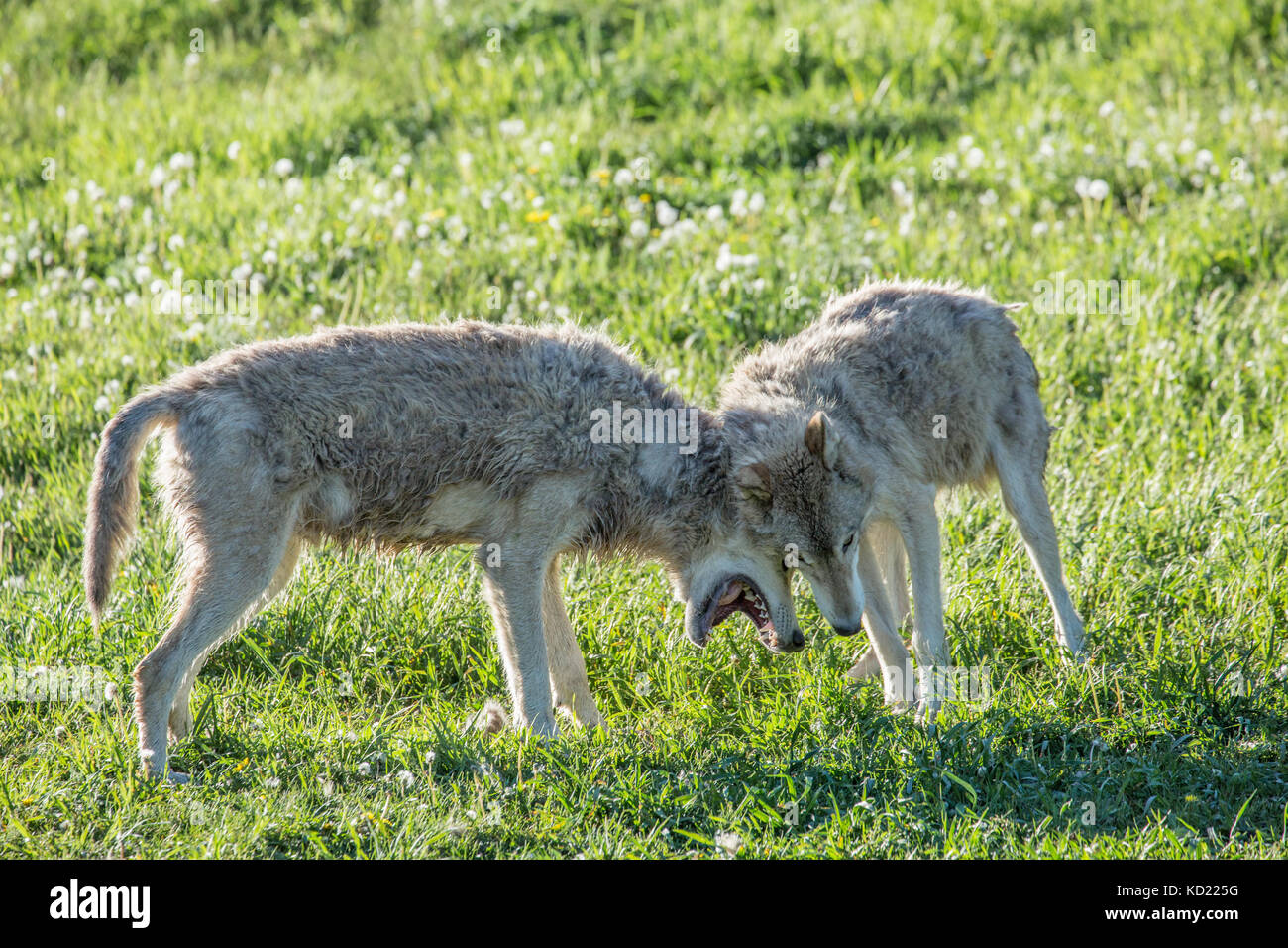 Due adulti Lupi grigi cercando di stabilire una posizione dominante come essi combattono in un prato, vicino a Bozeman, Montana, USA. Animali in cattività. Foto Stock