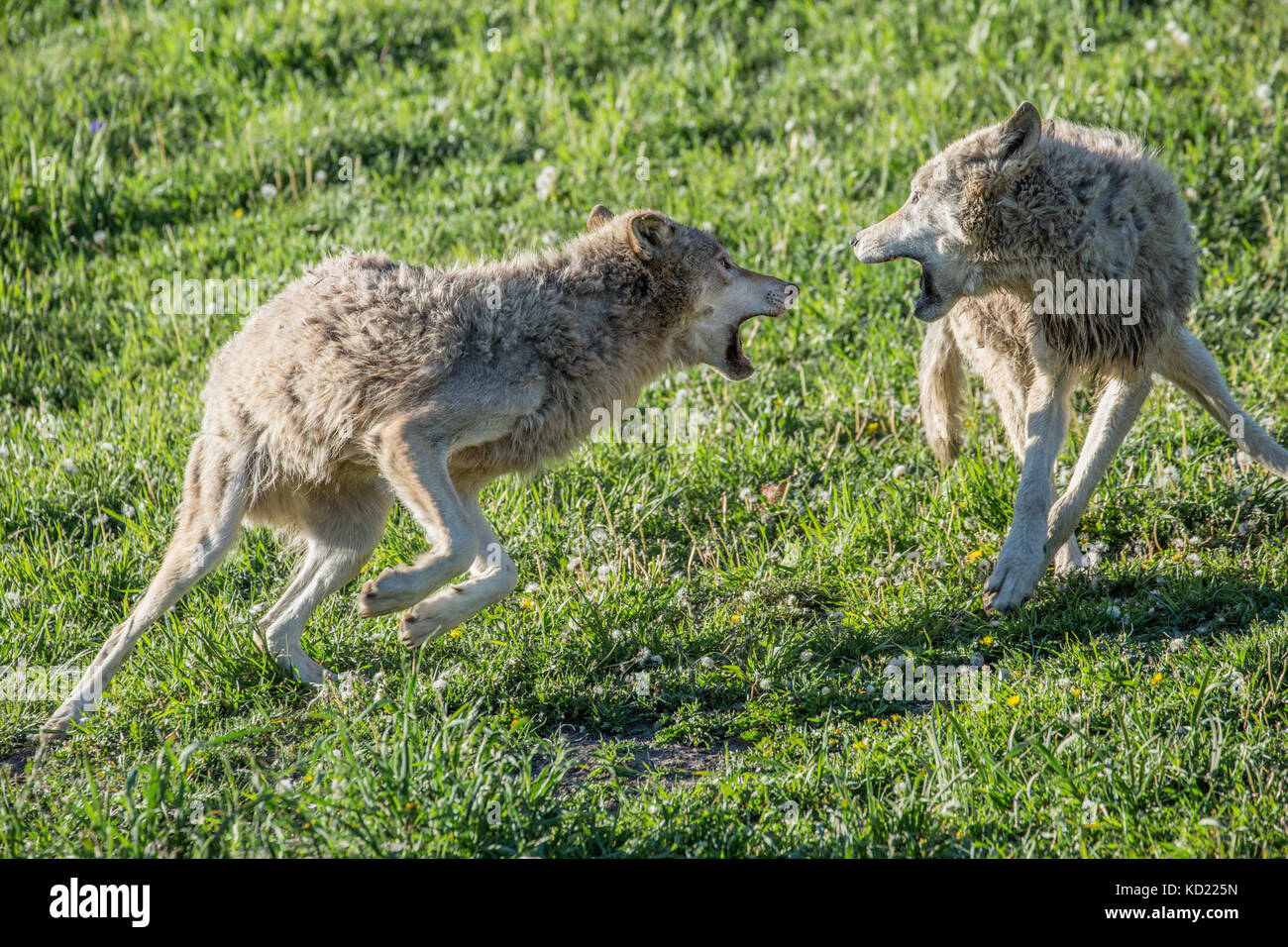 Due adulti Lupi grigi cercando di stabilire una posizione dominante come essi combattono in un prato, vicino a Bozeman, Montana, USA. Animali in cattività. Foto Stock