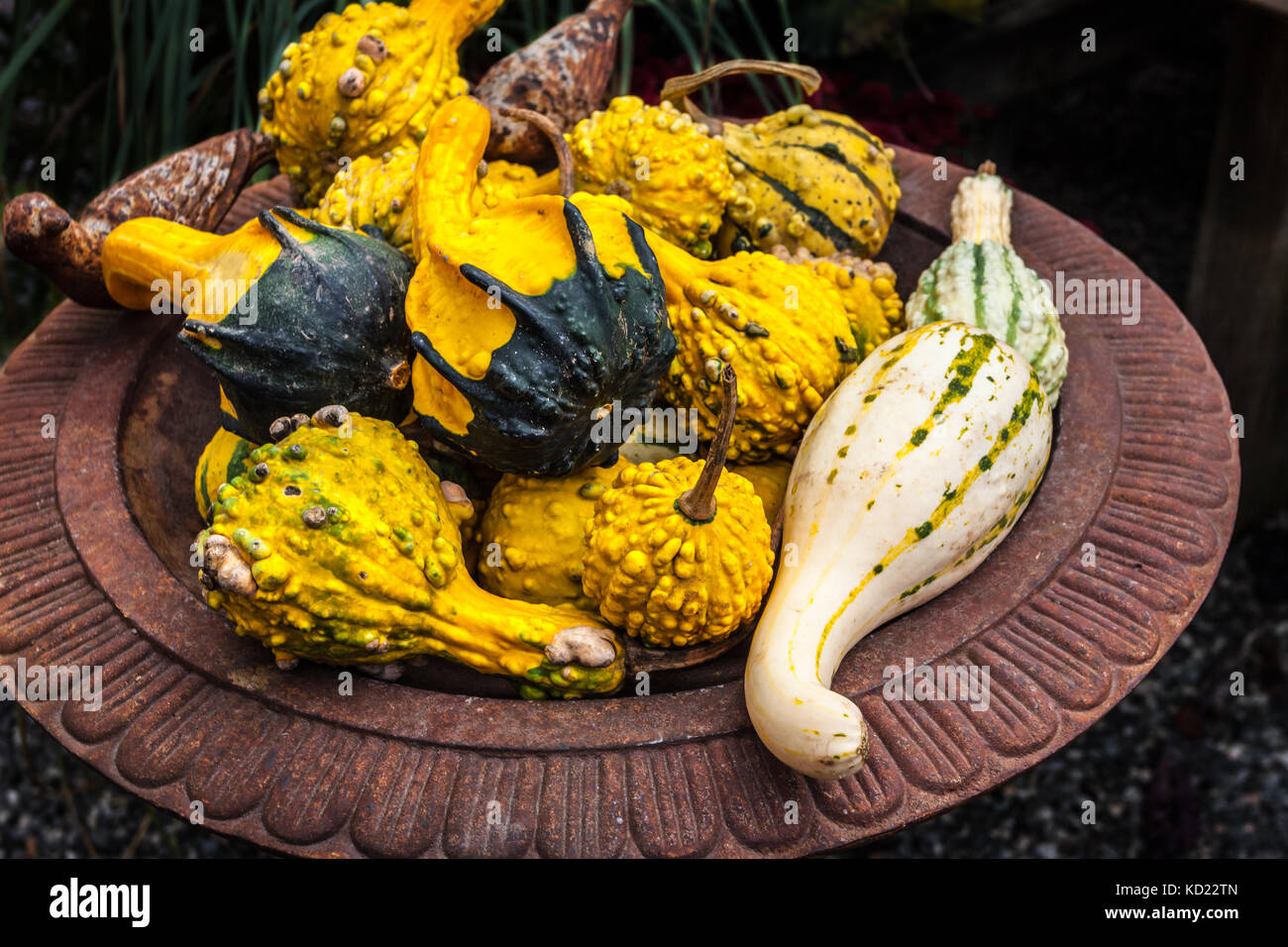 Decorative varie materie squash. Foto Stock