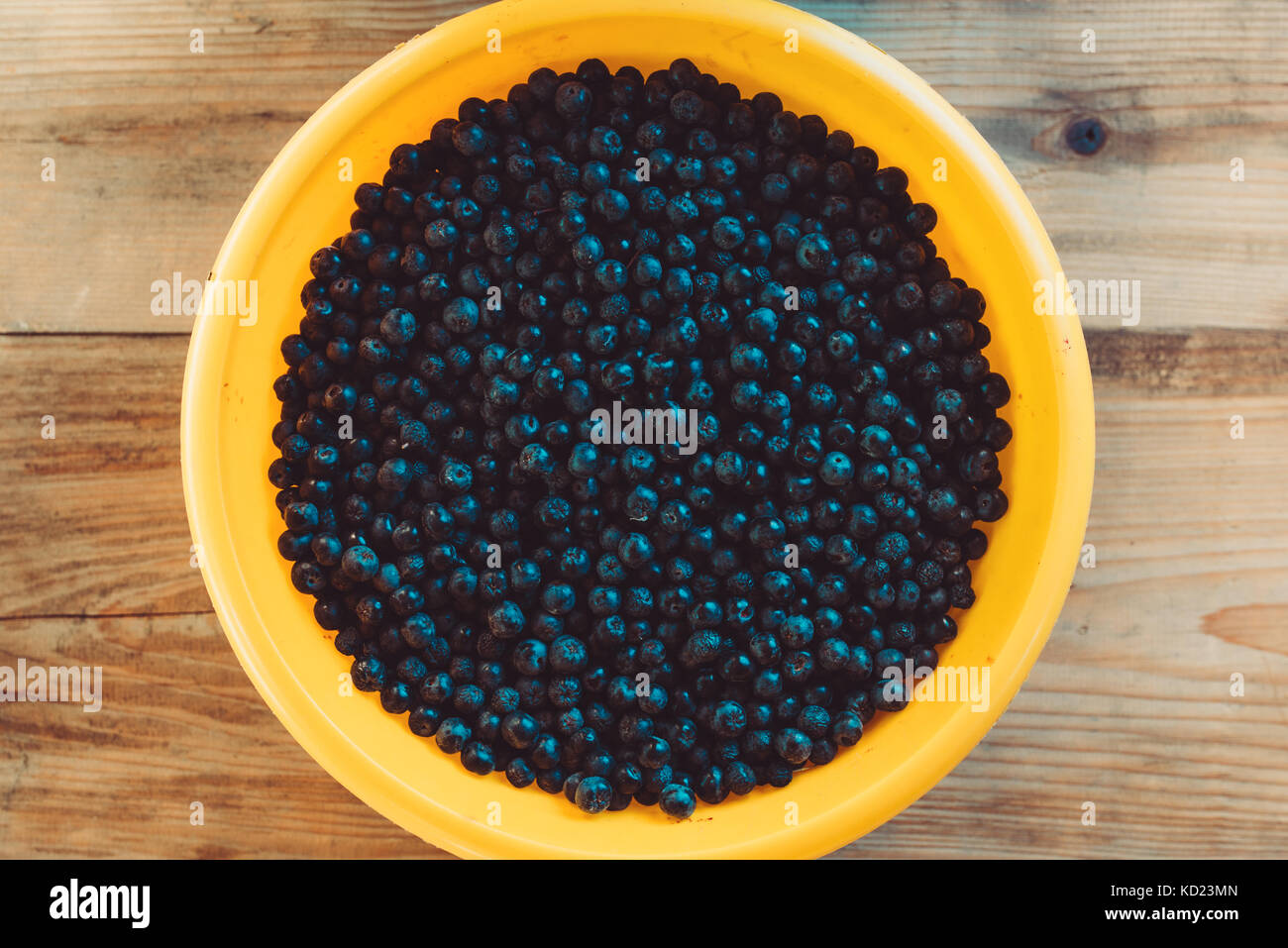 Handpicked aronia berry pila, noto anche come chokeberry, un genere di Arbusti decidui Foto Stock