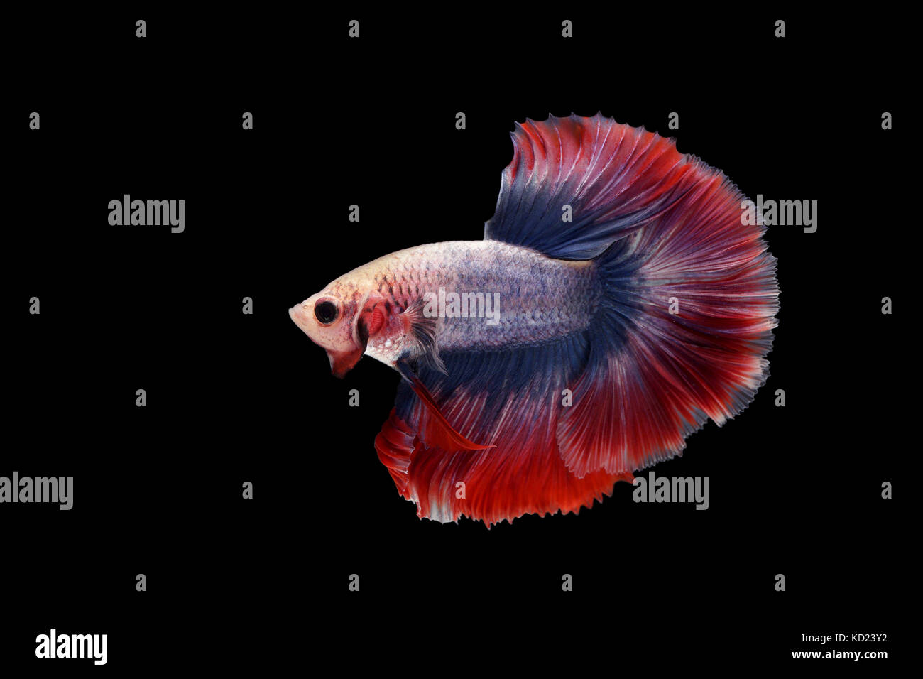 Betta pesce, siamese fighting fish isolati su sfondo nero Foto Stock