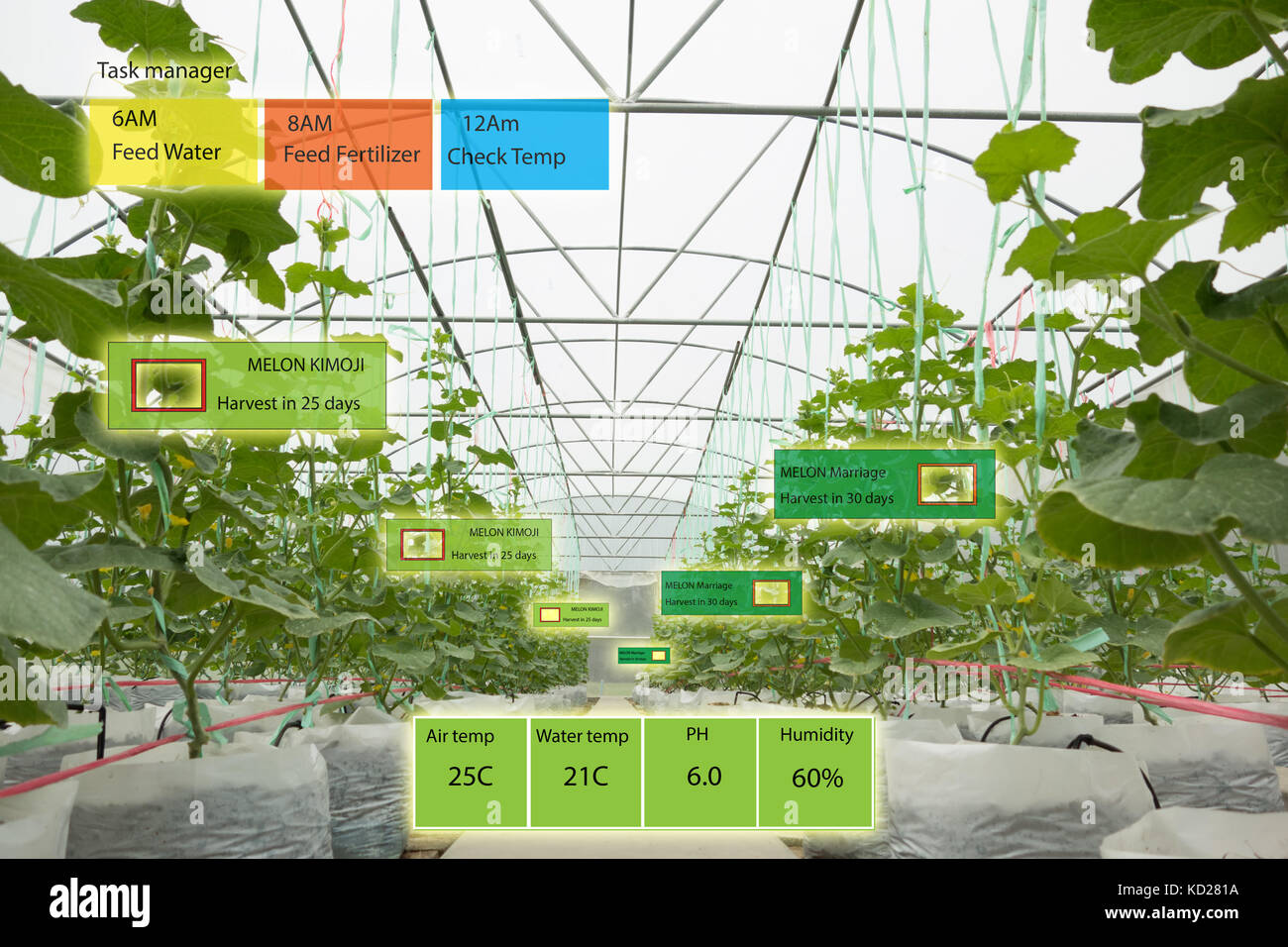 Agricoltura intelligente concetto, agronomo o agricoltore usa l'intelligenza artificiale e la realtà aumentata in una fattoria per far crescere i sistemi, il risparmio di acqua ,resource Foto Stock