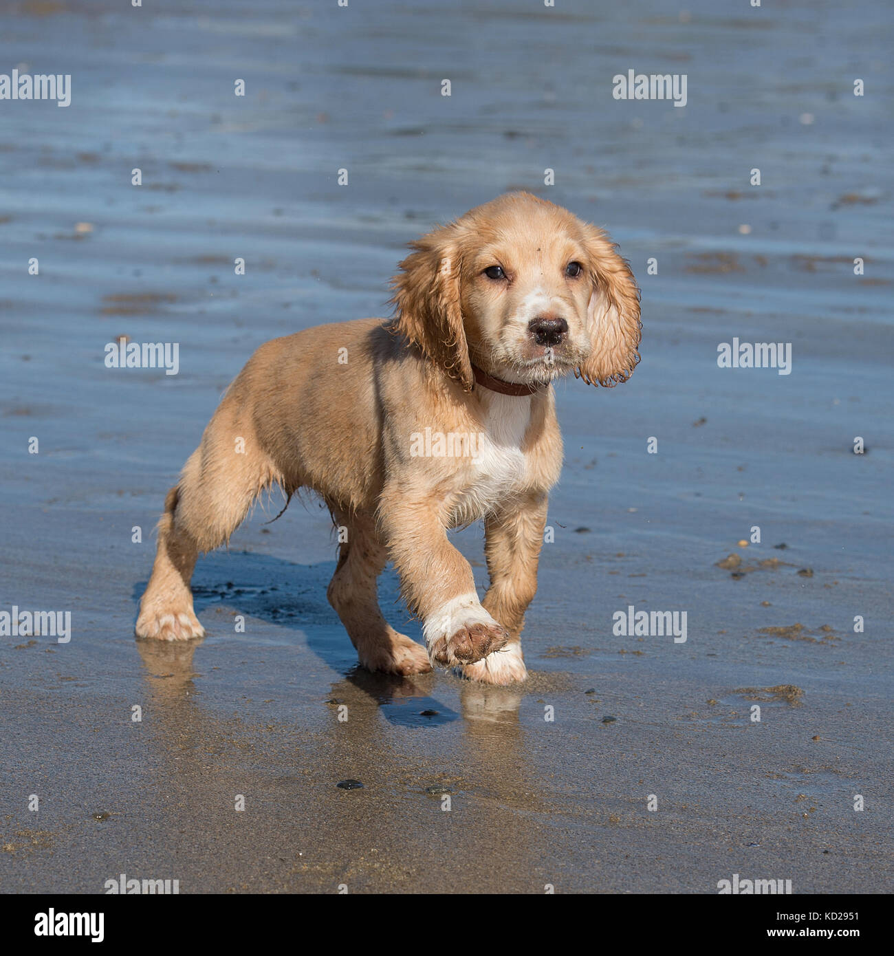 English cocker spaniel cucciolo sulla spiaggia Foto Stock