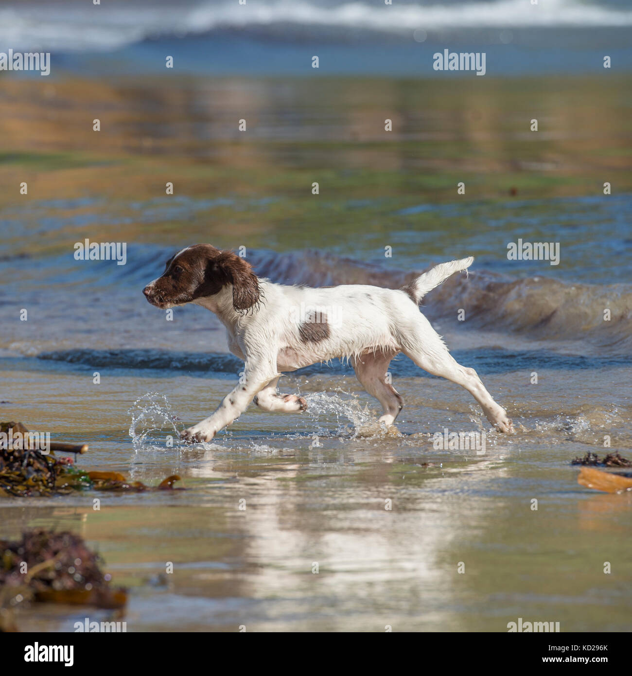 English Springer spaniel cucciolo sulla spiaggia Foto Stock