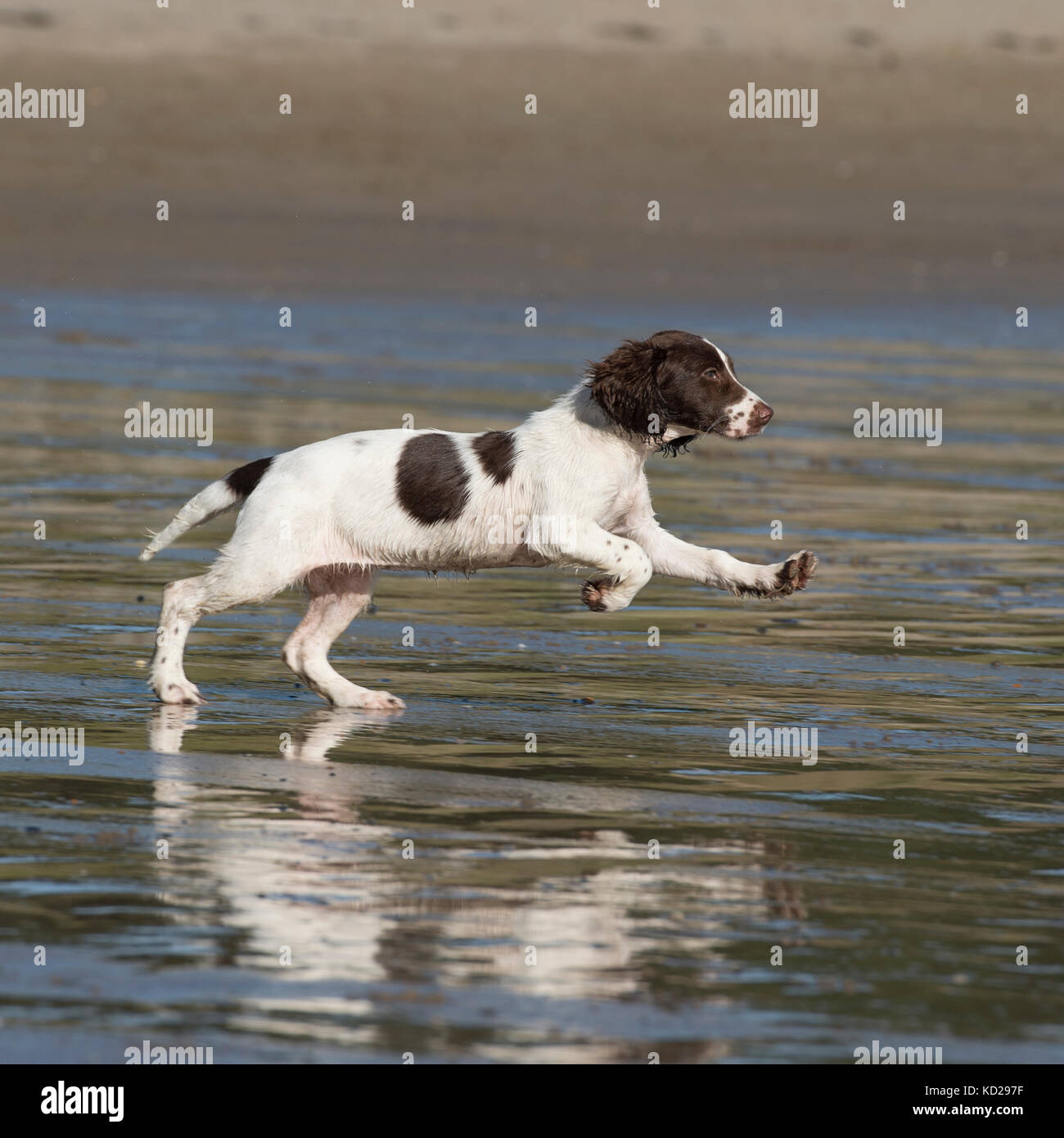 English Springer spaniel cucciolo sulla spiaggia Foto Stock