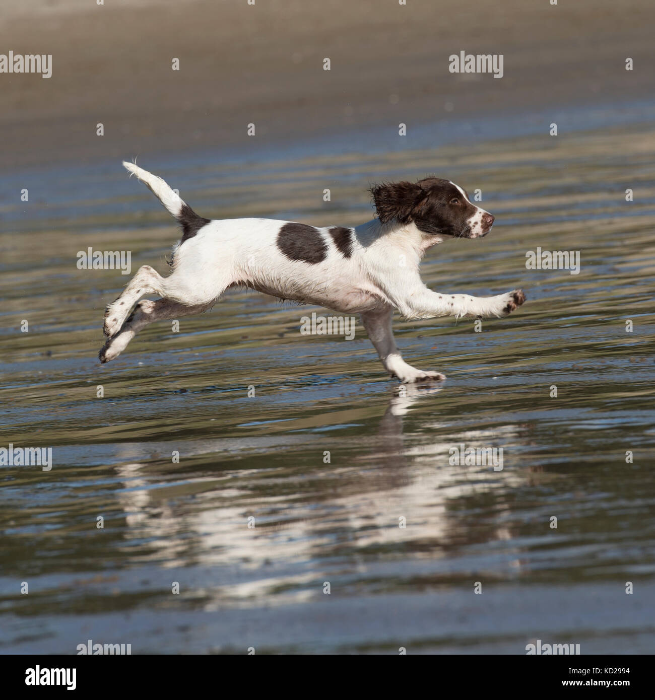 English Springer spaniel cucciolo sulla spiaggia Foto Stock
