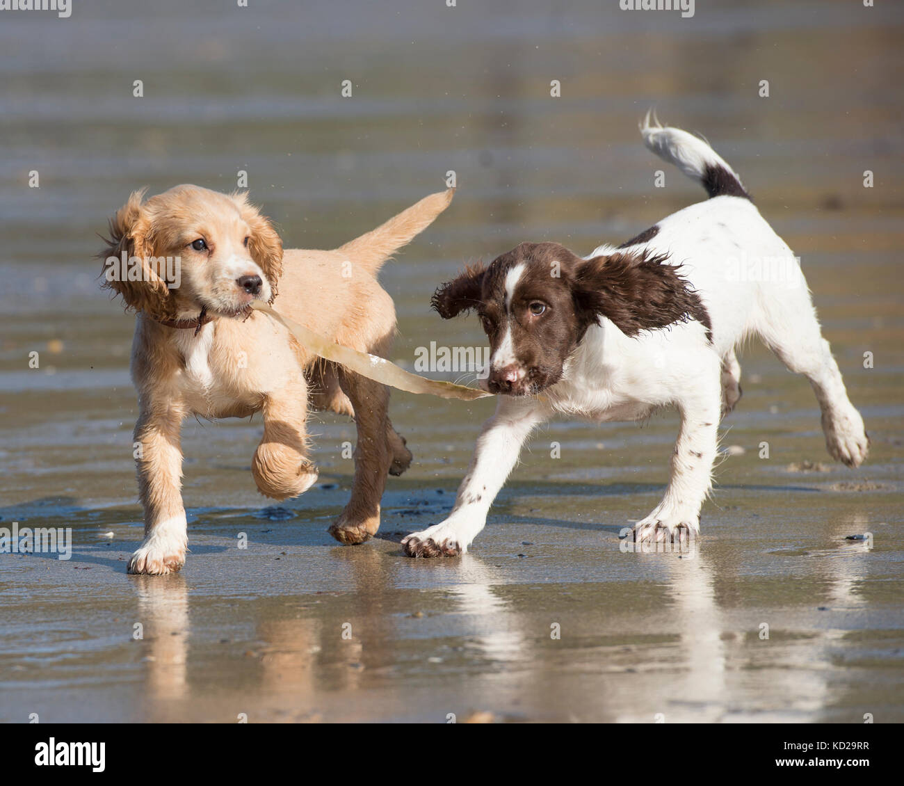 Due spaniel cuccioli giocando sulla spiaggia Foto Stock