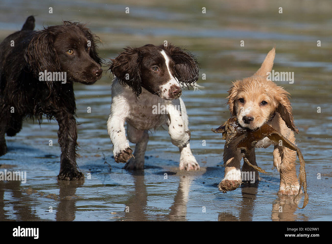 Due spaniel cuccioli giocando sulla spiaggia Foto Stock