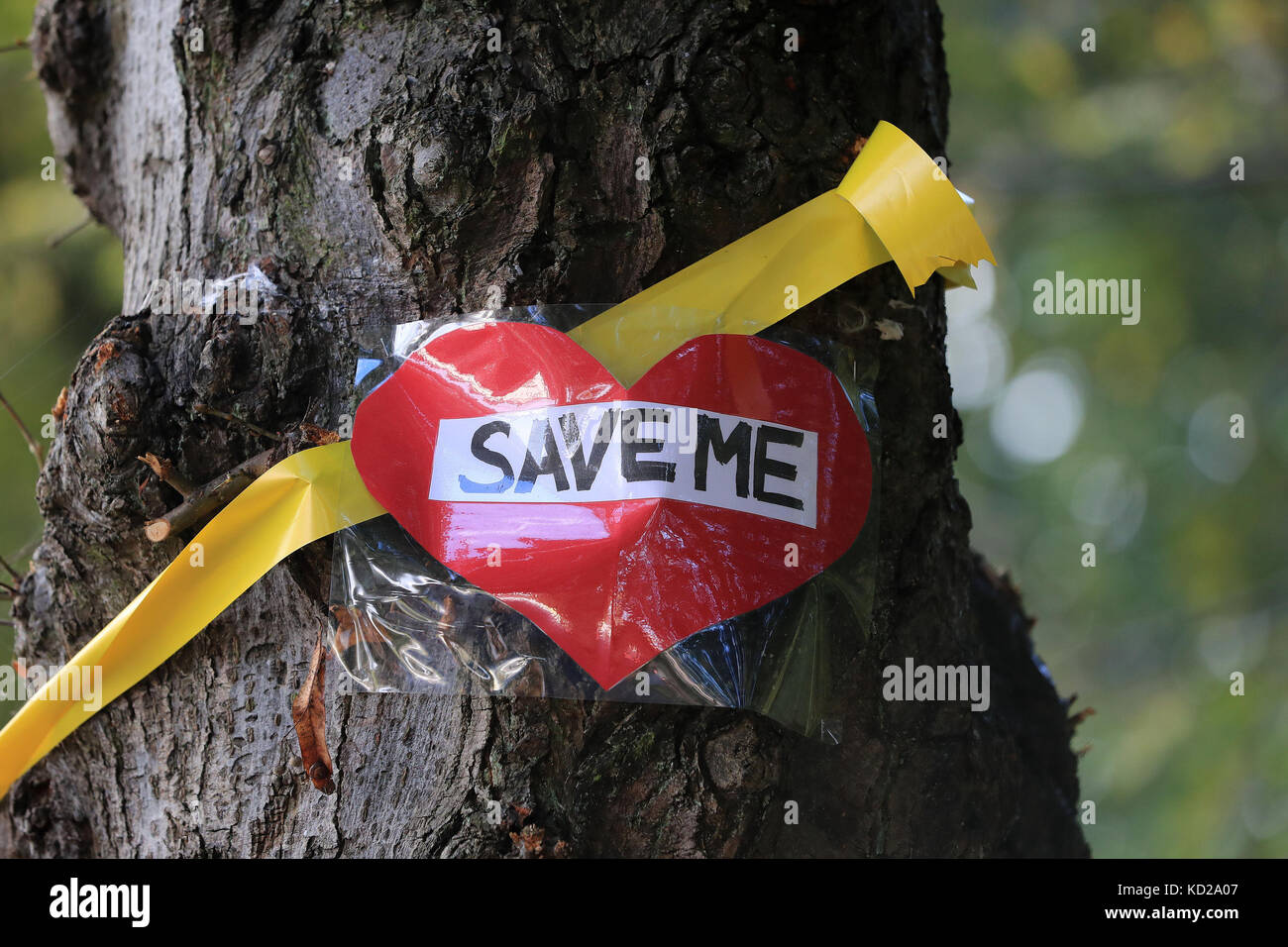 Un nastro giallo e un messaggio "Salvi" messo da attivisti su un albero su Rivelin Valley Road a Sheffield, l'ultimo campo di battaglia del controverso programma di abbattimento alberi della città. Quando la strada è stata costruita nel 1907 dalla compagnia idrica locale, è stata fiancheggiata per tre miglia e mezzo da 700 alberi di calce che ora si dice formino il secondo viale più lungo del Regno Unito. Foto Stock