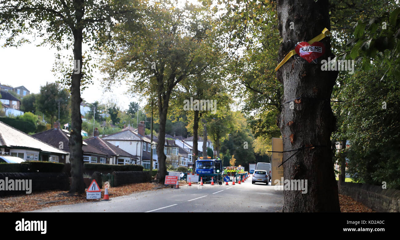 Un nastro giallo e un messaggio "Salvi" messo da attivisti su un albero su Rivelin Valley Road a Sheffield, l'ultimo campo di battaglia del controverso programma di abbattimento alberi della città. Quando la strada è stata costruita nel 1907 dalla compagnia idrica locale, è stata fiancheggiata per tre miglia e mezzo da 700 alberi di calce che ora si dice formino il secondo viale più lungo del Regno Unito. Foto Stock