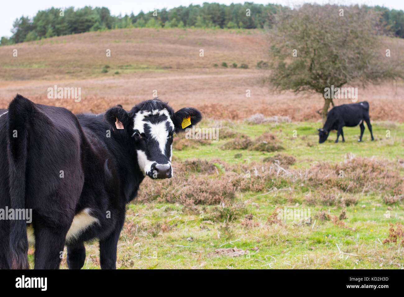 Vacche nere (vitelli), vacca nera con faccia bianca, New Forest, Hampshire, Regno Unito in autunno. Foto Stock