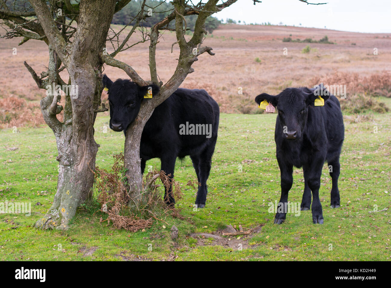 Le mucche nero nella nuova foresta, Hampshire, Regno Unito in autunno. Foto Stock