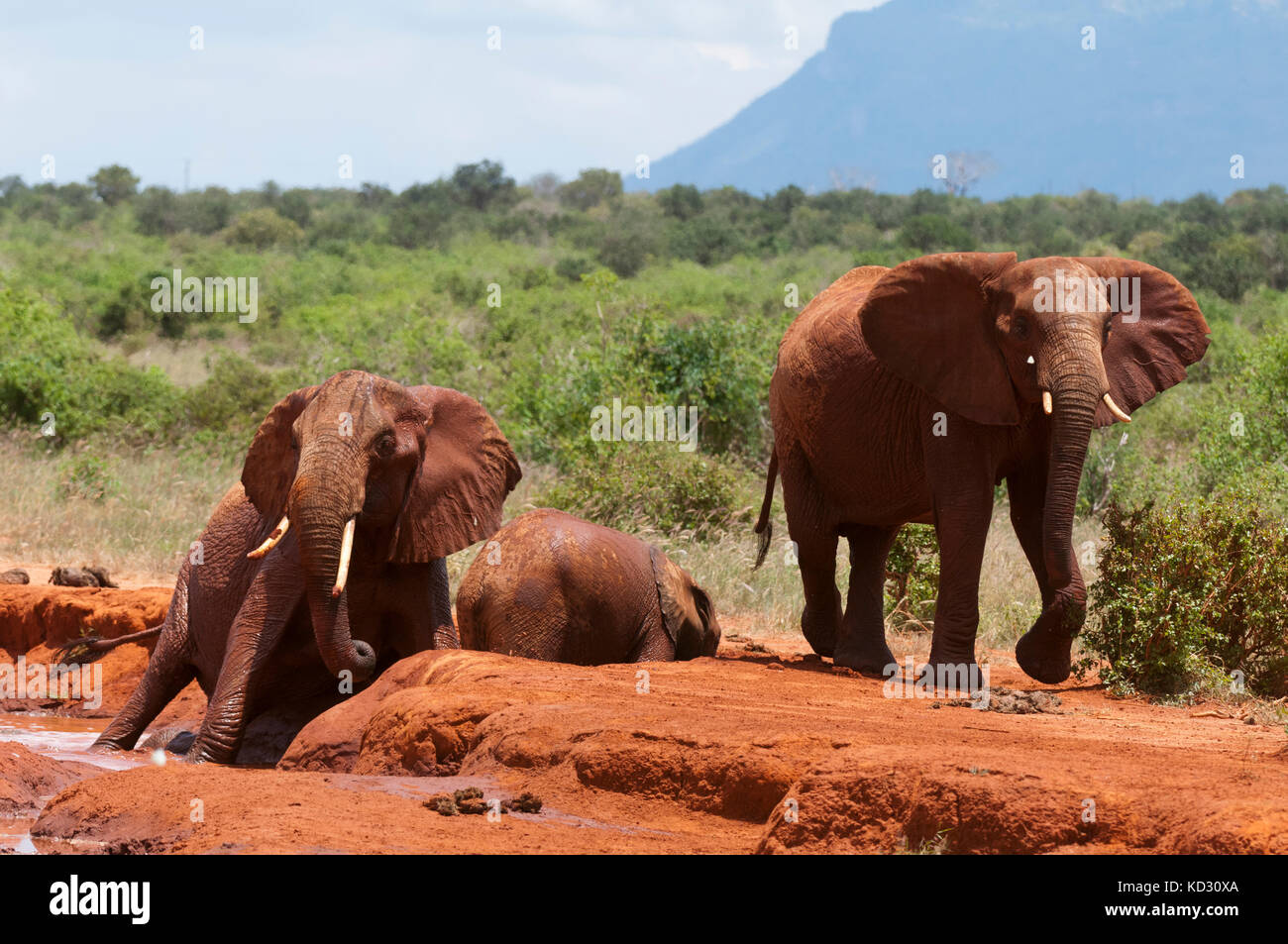 Elefante africano (Loxodonta africana) aiutando calf intrappolati nel fango, parco nazionale orientale di Tsavo, Kenya Foto Stock