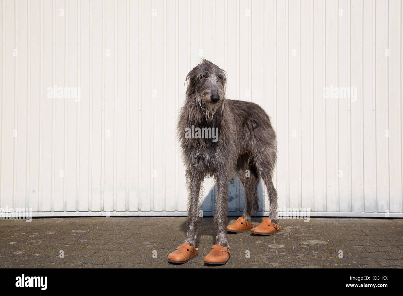 Ritratto di scottish deerhound con scarpe Foto Stock