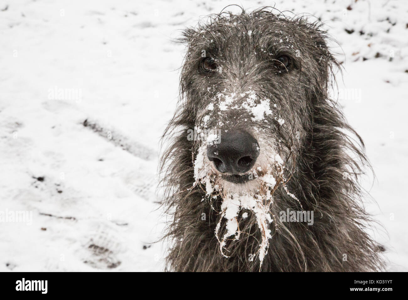 Ritratto di scottish deerhound nella neve Foto Stock