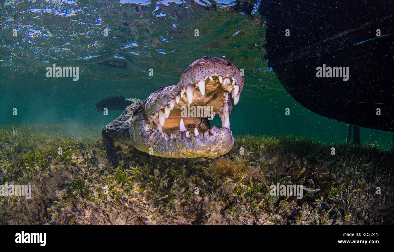 Ritratto di subacquea di american coccodrillo di acqua salata sul fondale, Xcalak, Quintana Roo, Messico Foto Stock