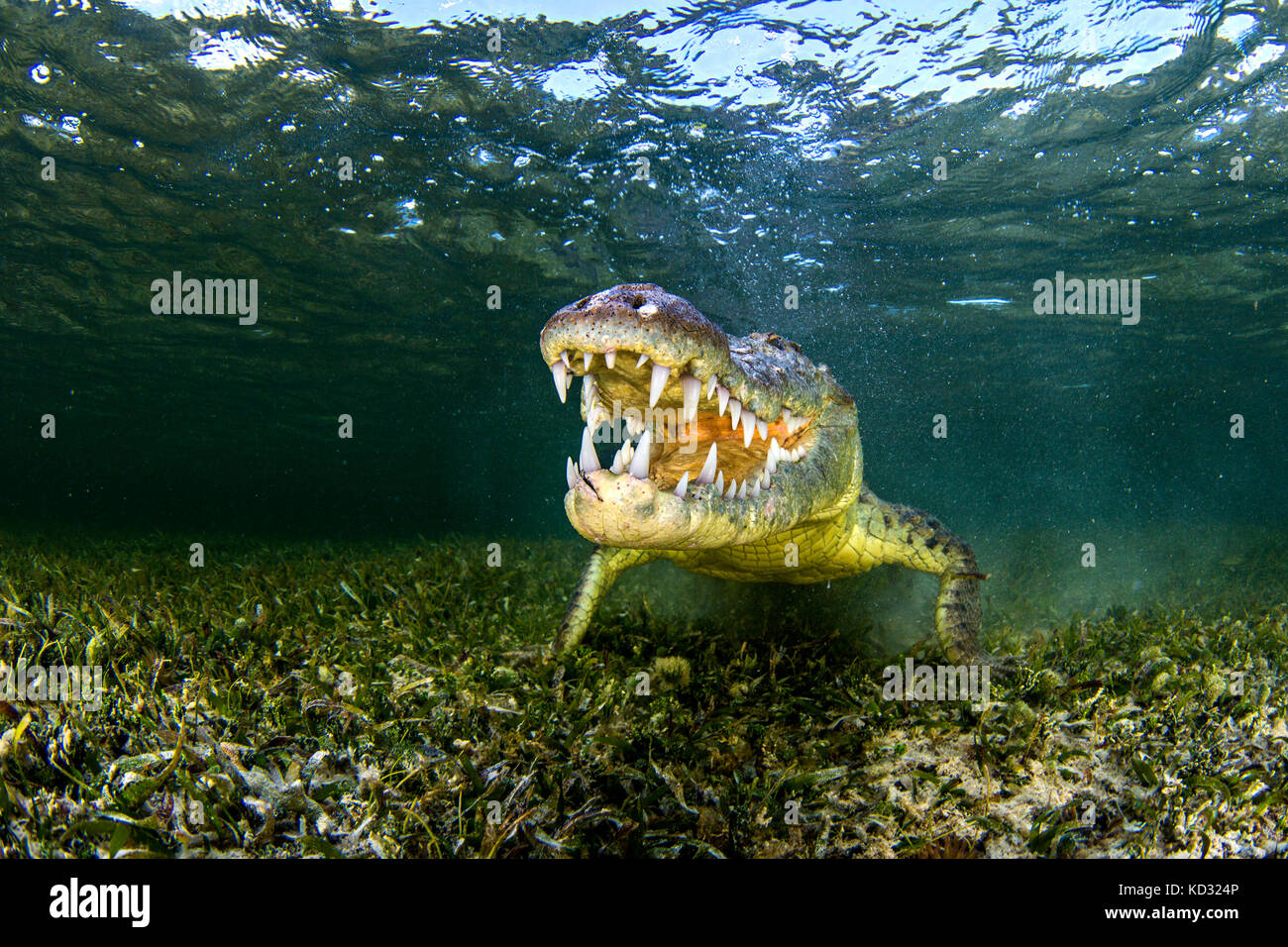 Ritratto di subacquea di american coccodrillo di acqua salata sul fondale, Xcalak, Quintana Roo, Messico Foto Stock