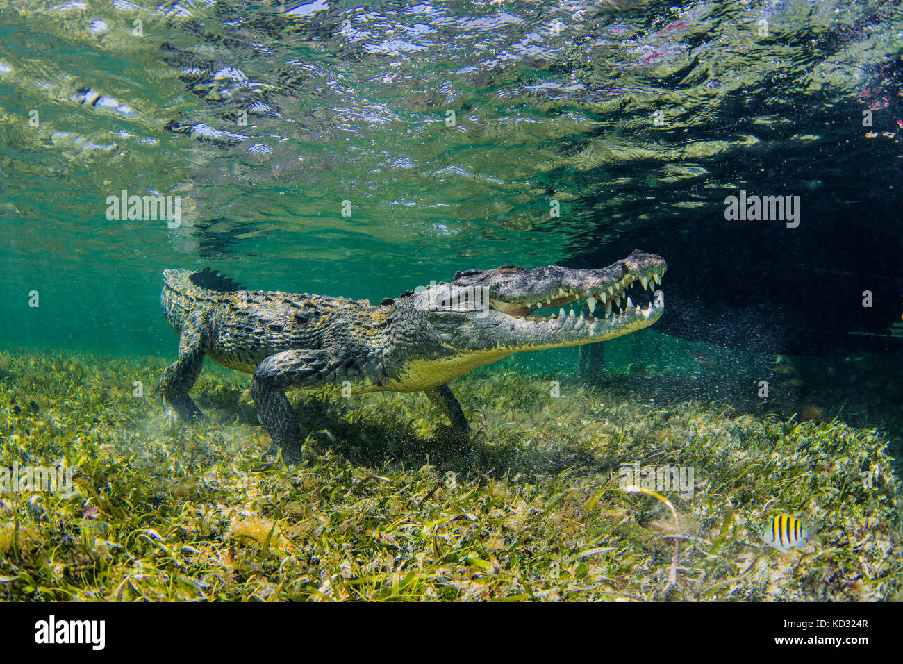 Vista subacquea americana del coccodrillo di acqua salata sul fondale, Xcalak, Quintana Roo, Messico Foto Stock