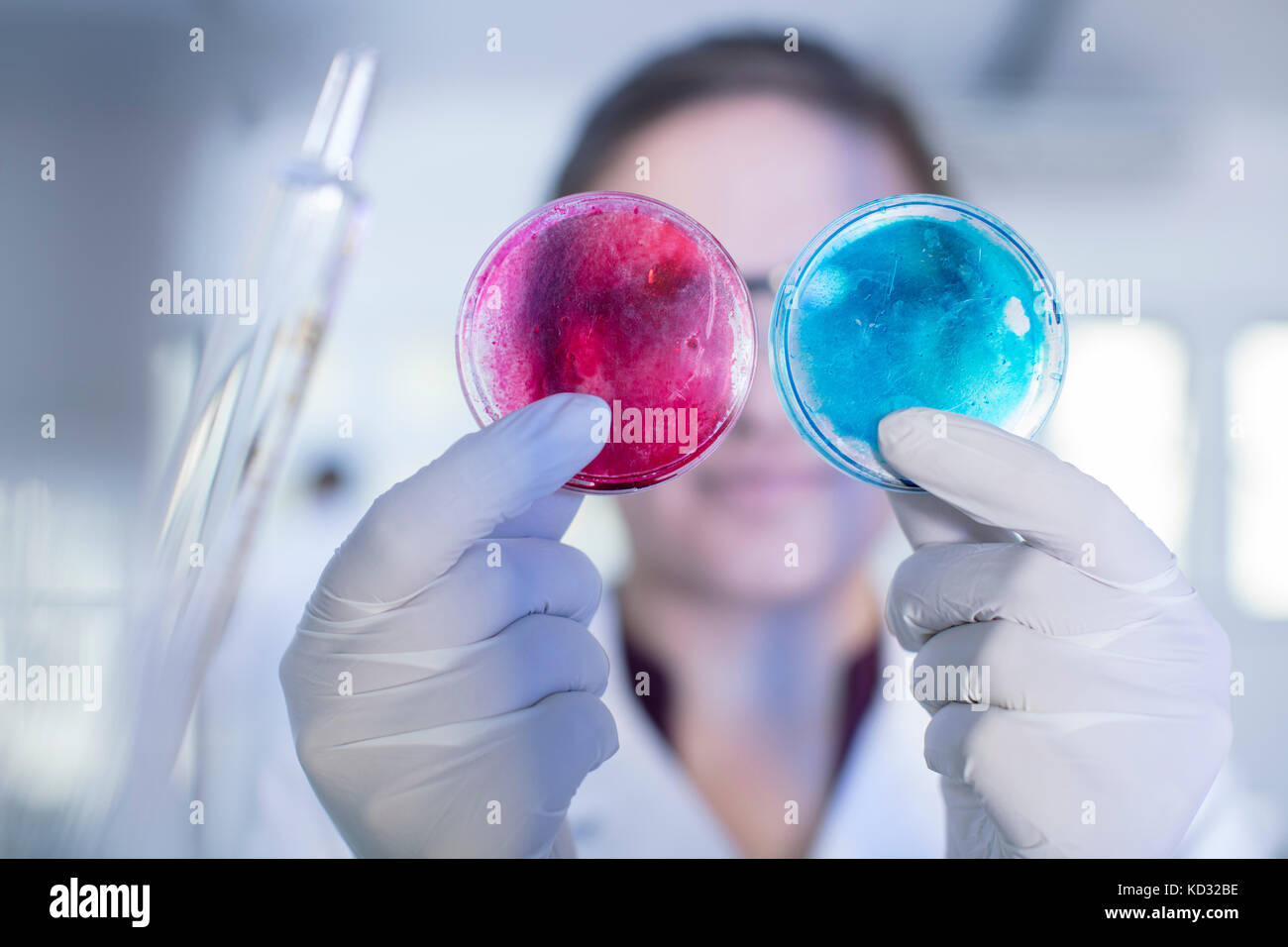Lavoratore di laboratorio esaminando due capsule di petri fianco a fianco Foto Stock