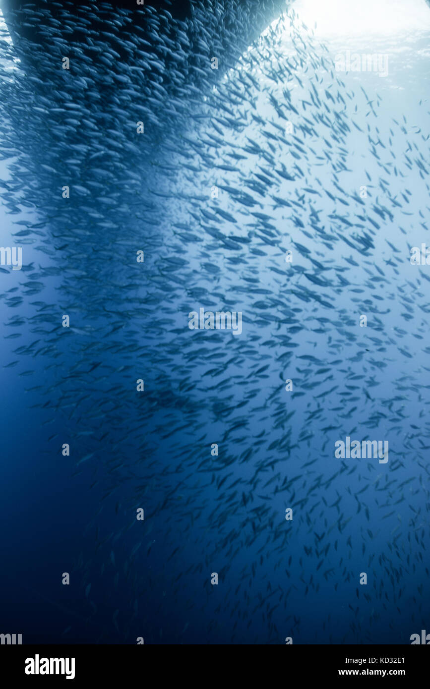 Acciughe e sgombri raccogliere sotto la barca, a Guadalupe, in Messico Foto Stock