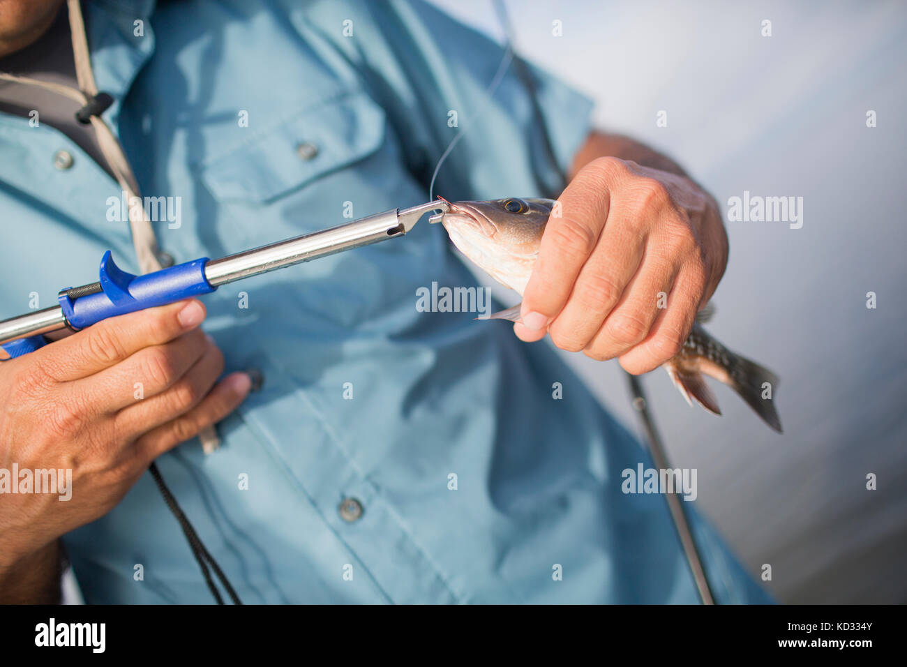 L uomo lo sgancio piccolo mangrove snapper Foto Stock