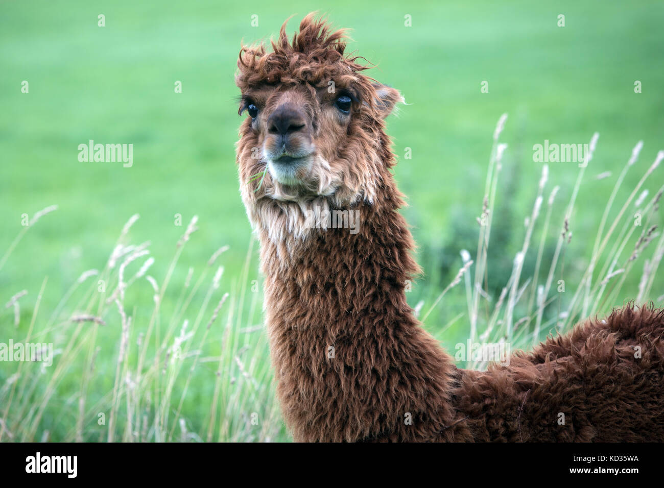 Un alpaca su una fattoria in inglese Foto Stock
