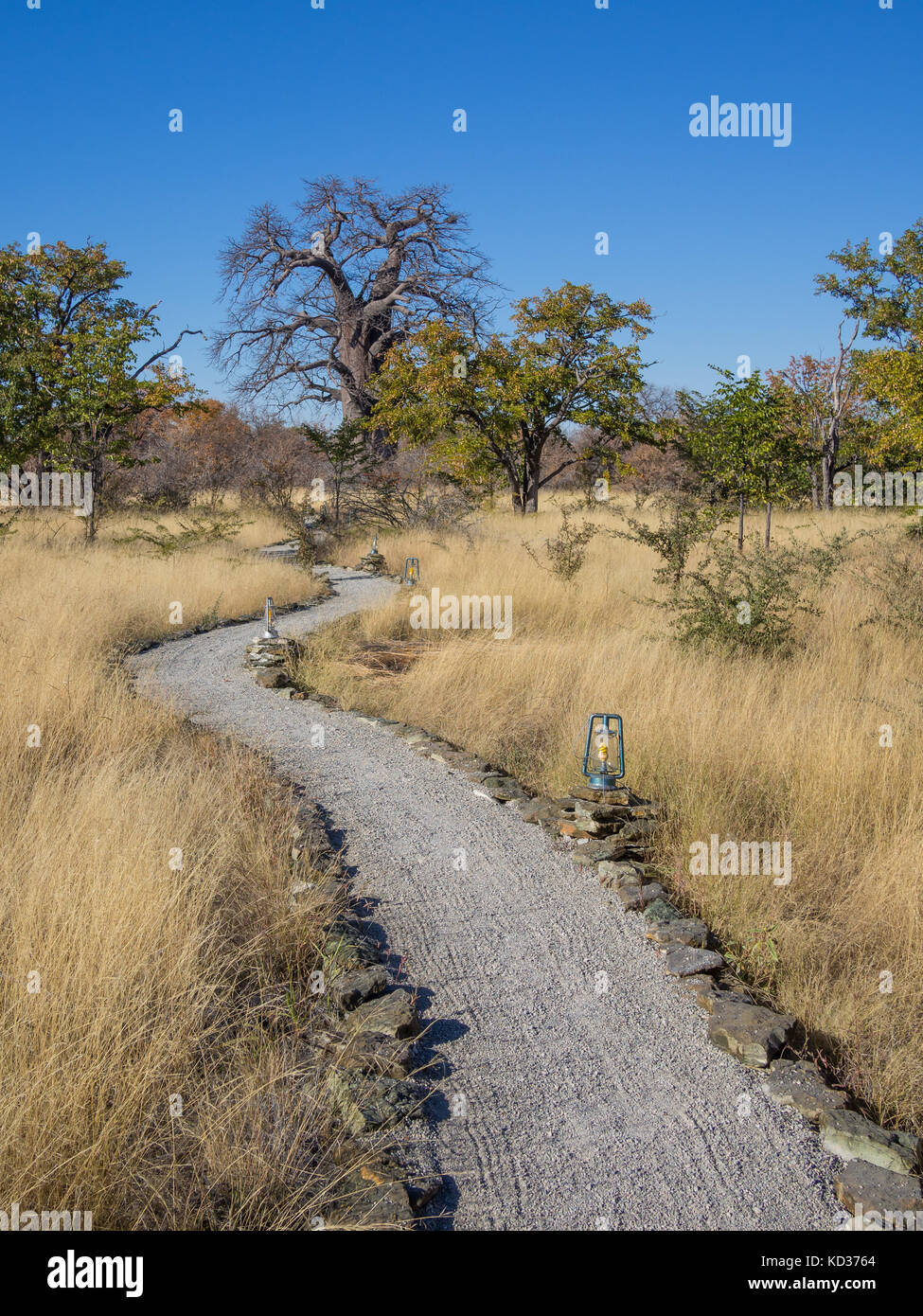 Grigio sentiero di ghiaia con lampade che conduce attraverso alta erba secca di baobab, Botswana, Sud Africa Foto Stock