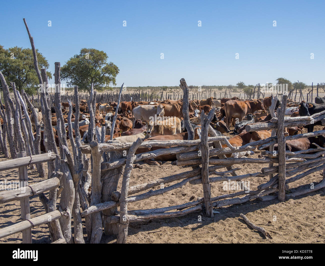 Tradizionale in legno contenitore di bestiame o penna con allevamento di vacche nel deserto del Kalahari del Botswana, Sud Africa Foto Stock