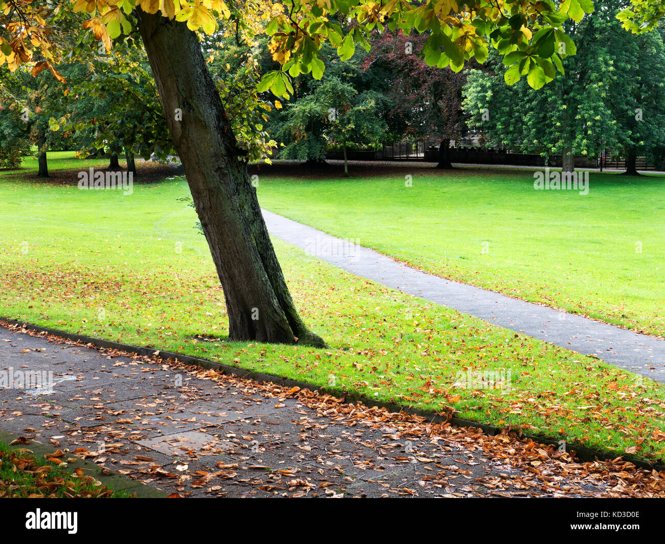 Il vaganti nel primo autunno Harrogate North Yorkshire, Inghilterra Foto Stock