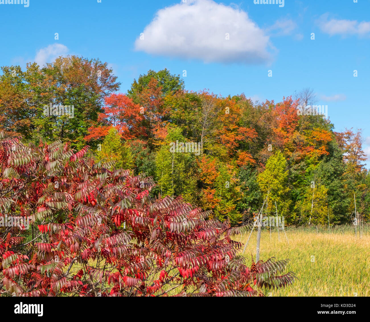 Vibranti colori autunnali abbondano nella scena fotografata vicino a orillia ontario canada in autunno. Foto Stock