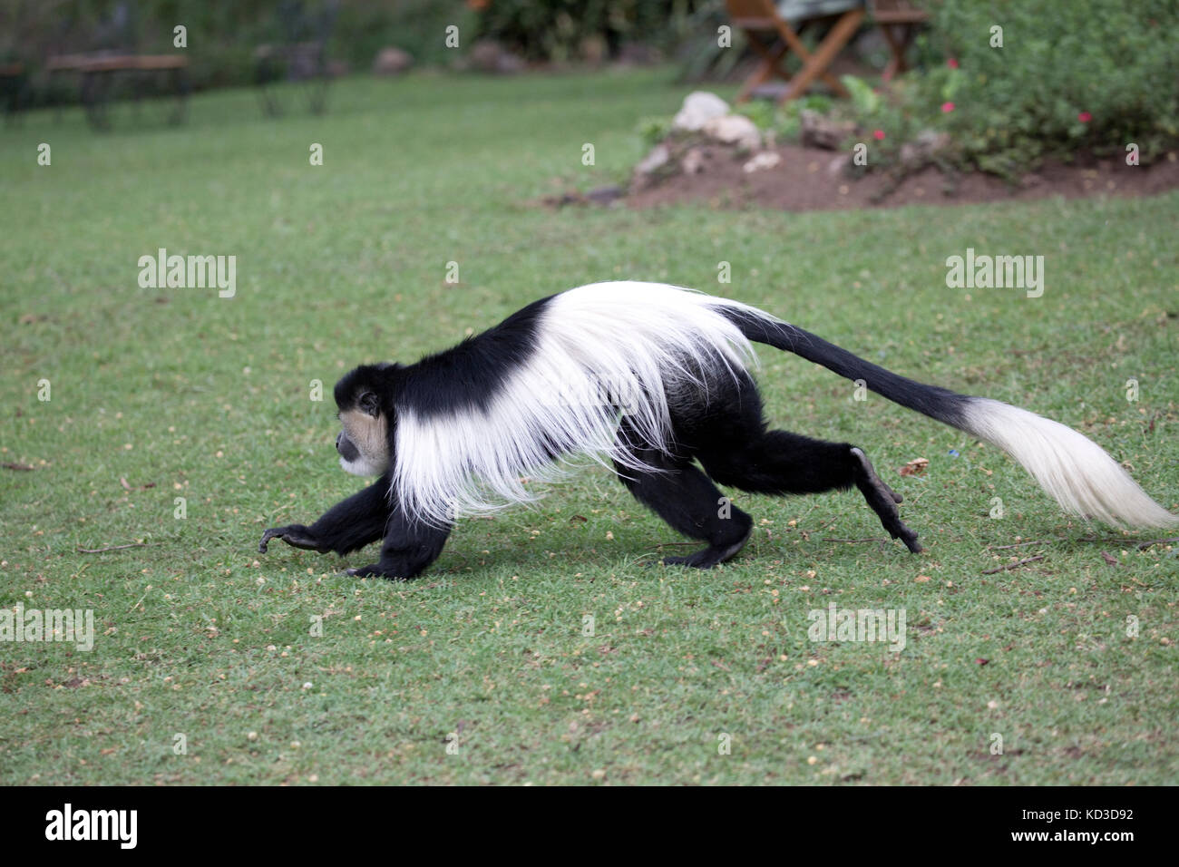 Adulto Black and White Colobus Monkey in esecuzione attraverso il prato a elsamere kenya Foto Stock