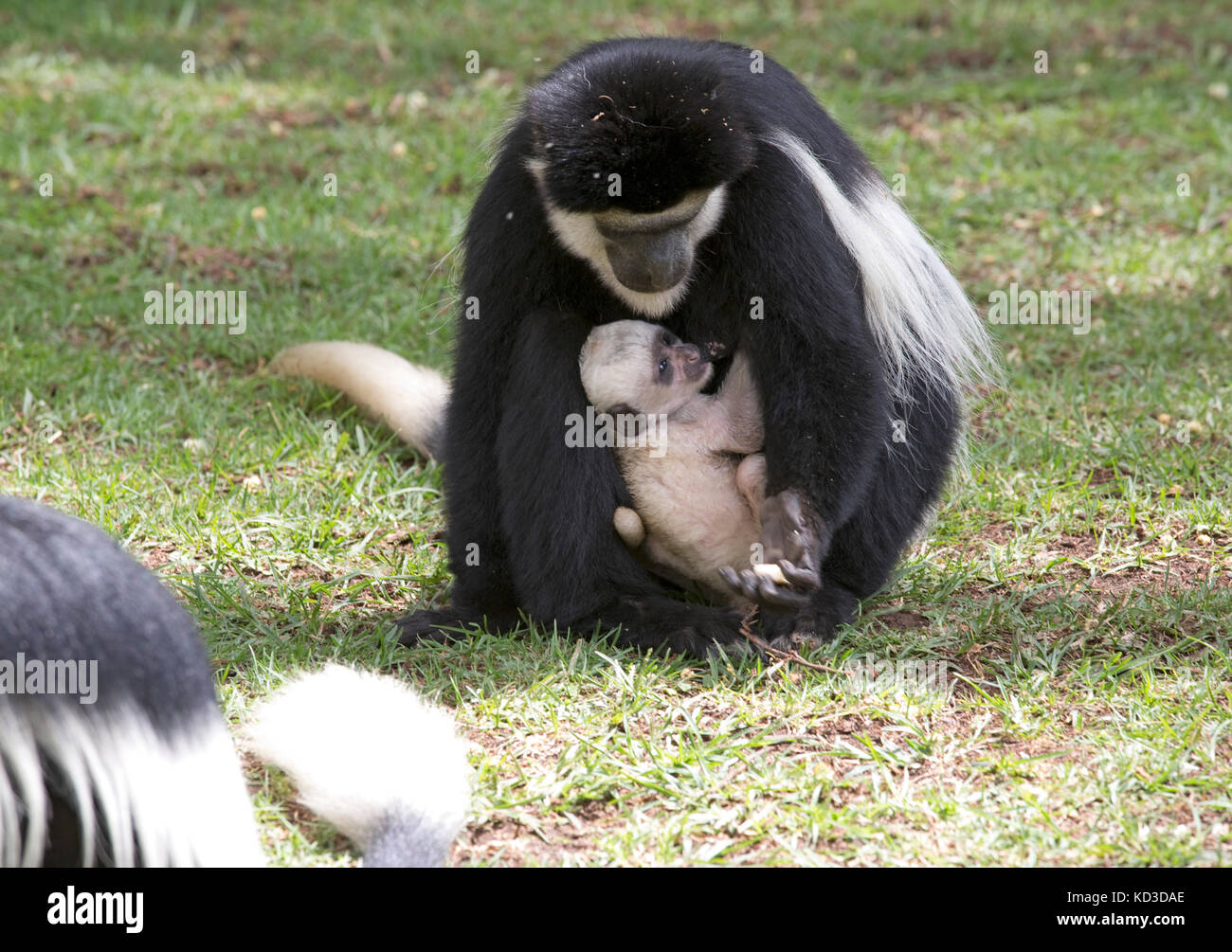 Femmina adulta Black and White Colobus Monkey colobus guereza con giovani baby sitter su prato elsamere naivasha kenya Foto Stock