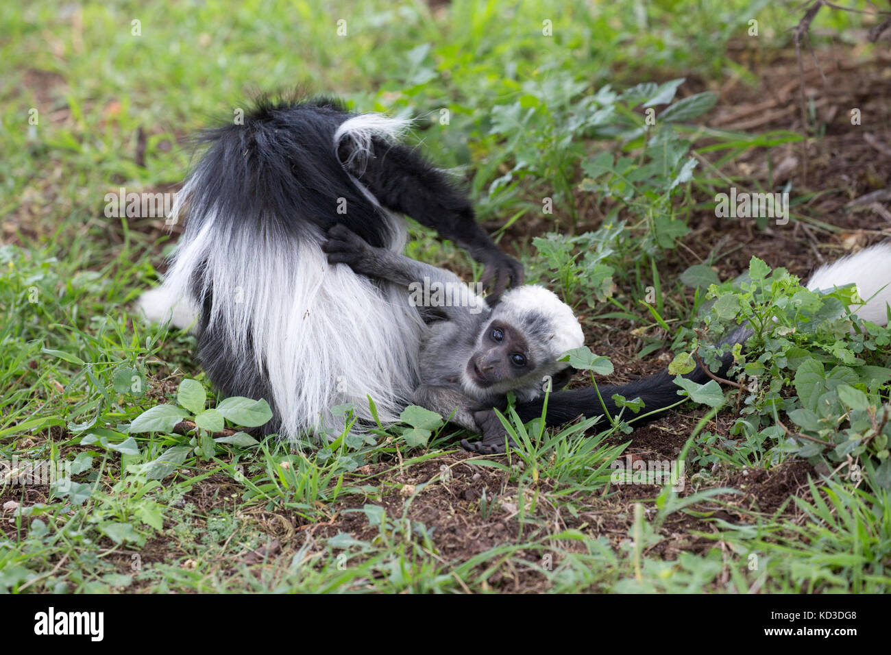 White baby Black and White Colobus Monkey colobus guereza giocare con vecchi gemelli elsamere naivasha kenya Foto Stock