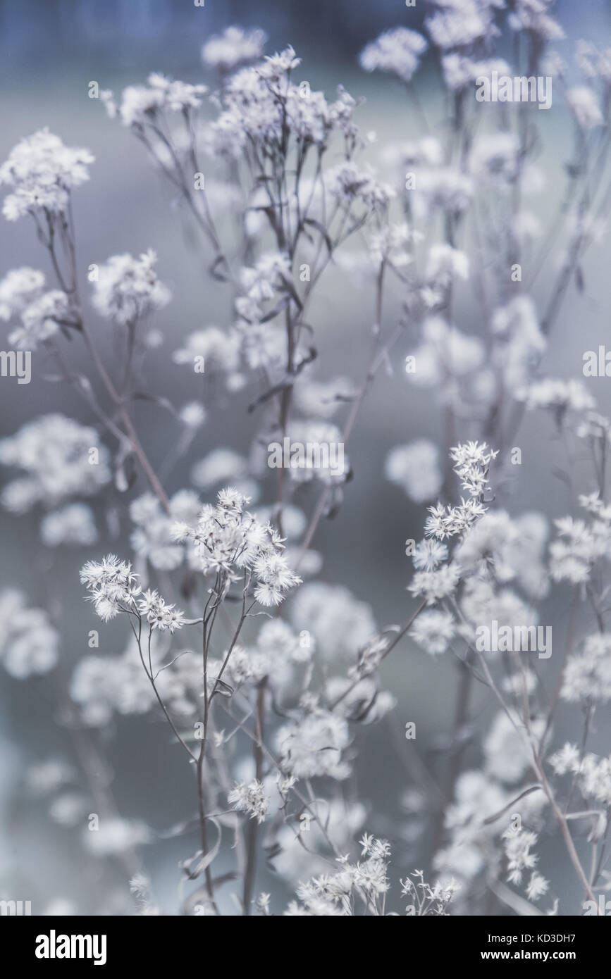 Bianco seedheads millefiori in autunno con il grigio e sfondo blu Foto Stock